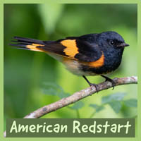 American Redstart
